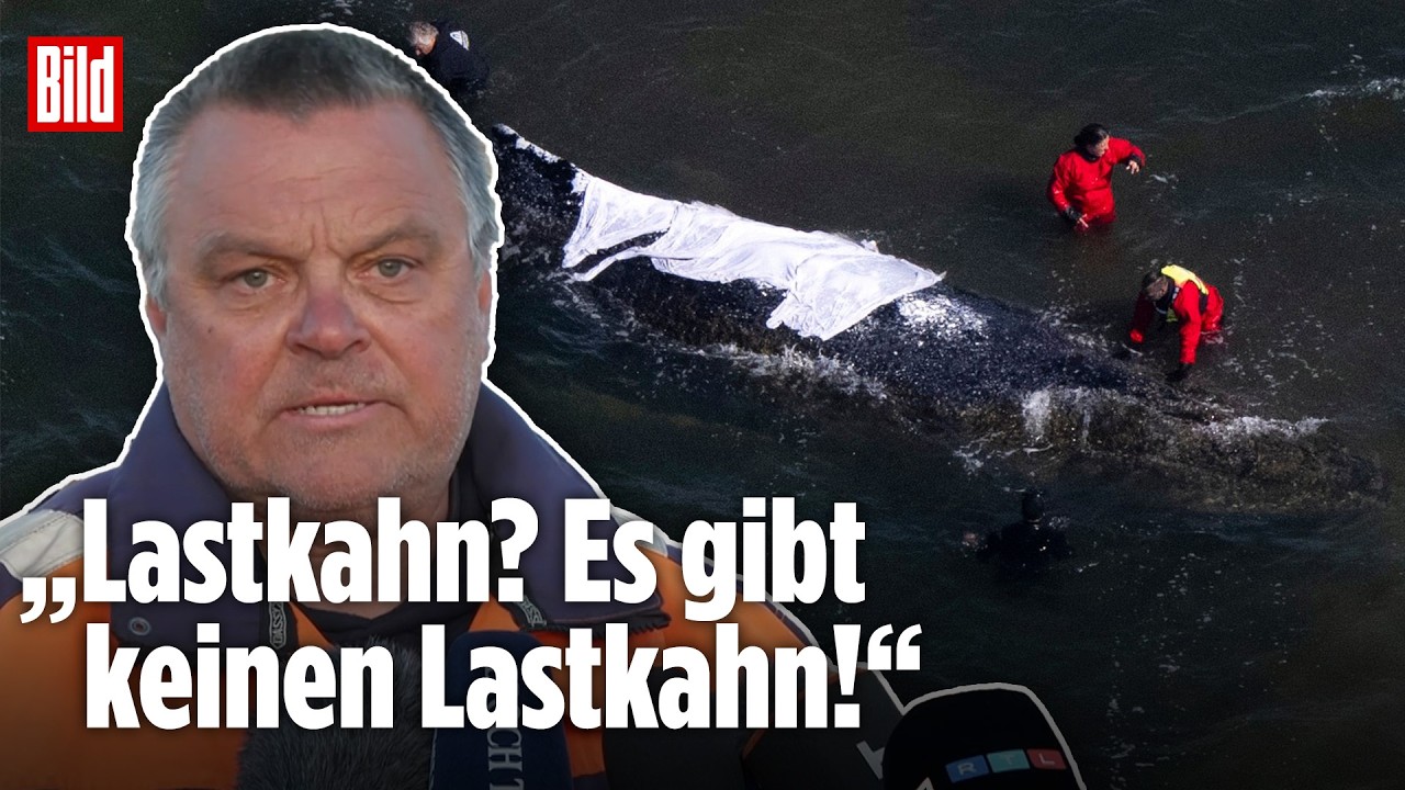 WISMAR: Jetzt äußern sich die Wal-Retter! SO geht es Buckelwal Timmy!
