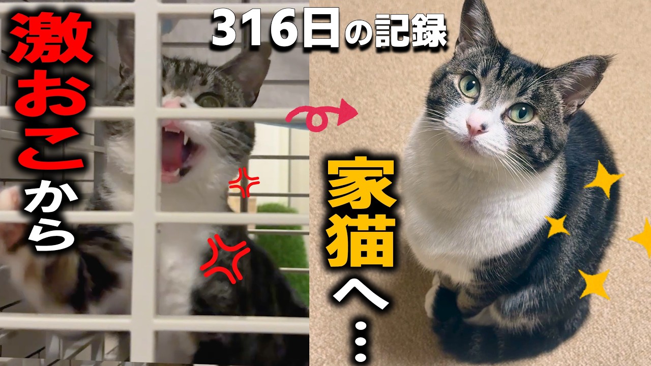 【総集編】激おこ猫プンプンの保護からお別れまでの記録まとめ