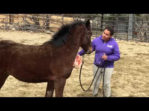Foal / Young horse training - Freedom Ranch Equestrian Connections - Zoro all he knows before he’s 1