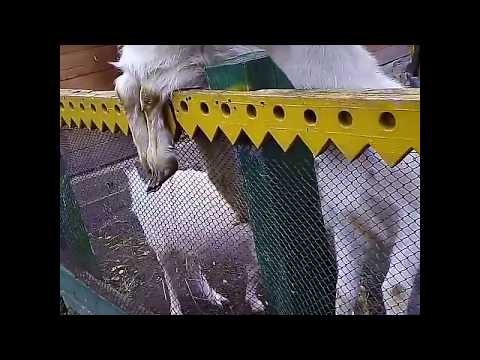 Коза Дериза или Козел Дерезел ))