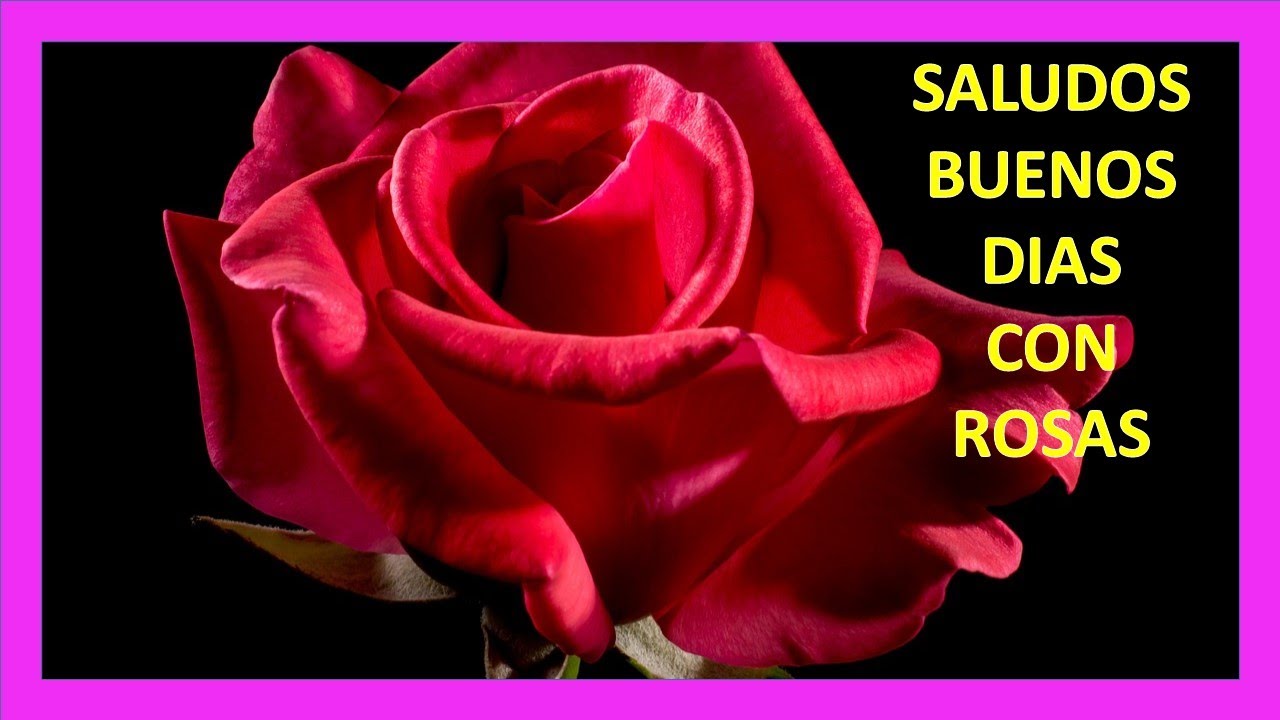 SALUDOS BUENOS DÍAS CON ROSAS