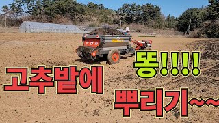 고추밭에 퇴비 뿌리기~ 고추농사 잘 짓는 법!
