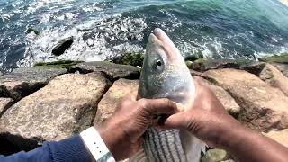 Catching Bluefish And Stripped Bass!#fishing #bluefish #jettyfishing #longislandfishing #stripedbass