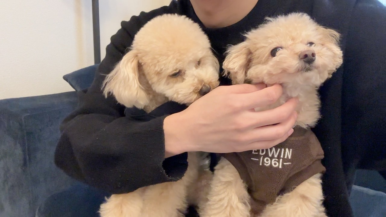 唐揚げ２匹とのダラダラ時間