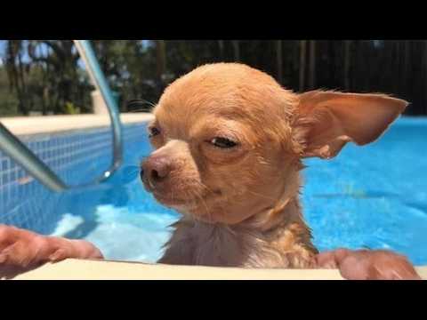 CHIHUAHUAS Are The Most Dramatic Dog in the World 🤣