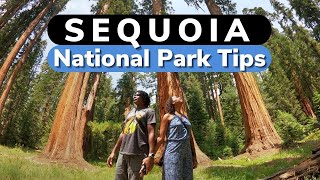 What to Do at SEQUOIA NATIONAL PARK - Discover the Most Resilient Tree in the World