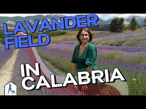 [MUST-SEE] DISCOVERING AN AMAZING LAVENDER FIELD IN ITALY - PARK OF POLLINO, CAMPOTENESE - CALABRIA