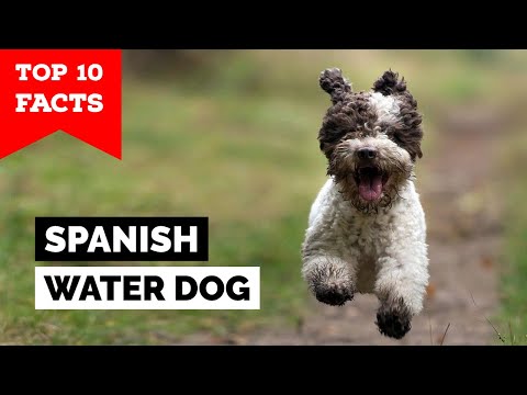 Spanish Water Dog  - Top 10 Facts