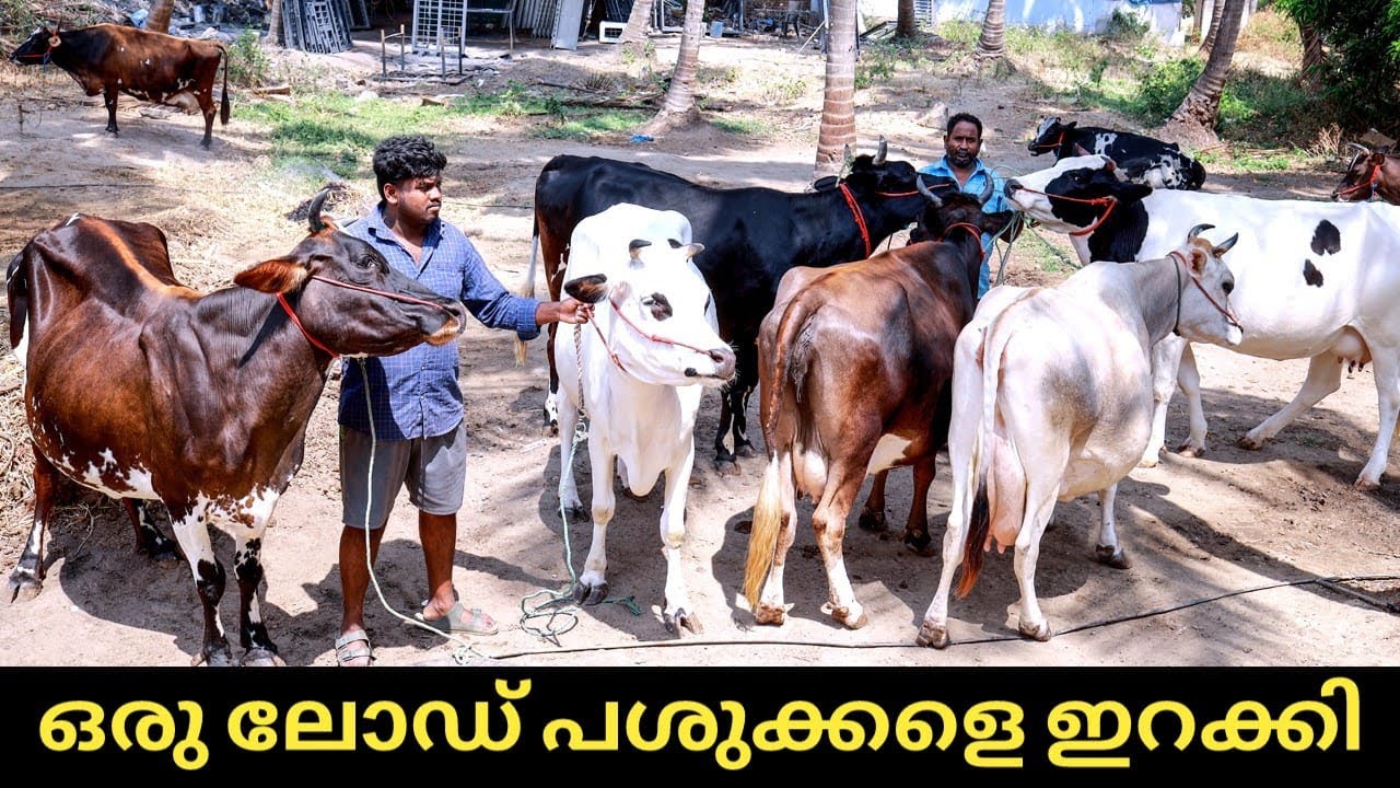 15 ലിറ്റർ മുതൽ 25ലിറ്റർ പാൽ ലഭിക്കുന്ന പശുക്കൾ 🙄 | hf jersey cow farm in kerala | #hfcow #jersey