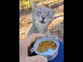 Crunchy Face Cat Adorable Gray Tabby ️ Shorts