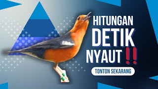 Download lagu LANGSUNG NYAUT 10000 % ‼️ ANIS MERAH MACET BUNYI JIKA DENGAR SUARA INI PASTI NYAUT LANJUT GACOR | 60 mp3