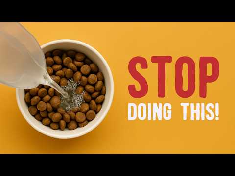 Adding Water to Your Dog’s Kibble - Yay or Nay?