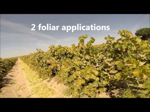 Marc Suderman #329 | Thompson Grape Harvest after deficit irrigation project | 8-28-15