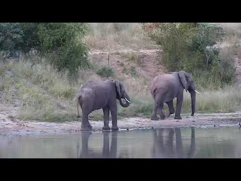 Djuma: Two Elephants come for drink - 17:13 - 05/01/20