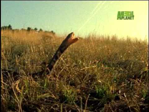 Fooled by Nature - Cobra