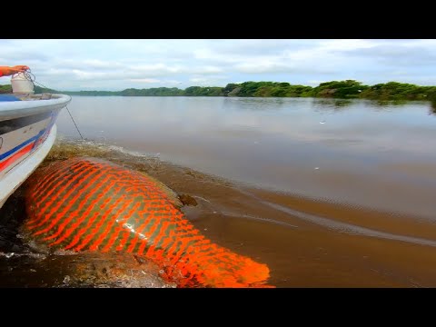We Caught Another Giant Pirarucu!!! Can You Believe It??? - New Cooking Recipes!!!