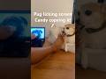 Pug Licks The Screen Candy Copping Him Pug Funny Pets Puglicksscreen Money