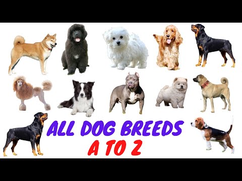 ALL LARGE AND SMALL DOG BREEDS  IN THE WORLD (A TO Z LIST)