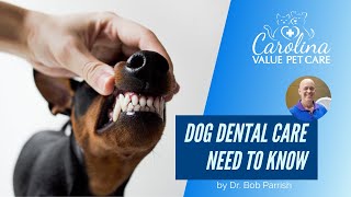 Everything you need to know about dog dental care