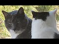My Cats Panicking For Food With Commentary Daisy And Moo
