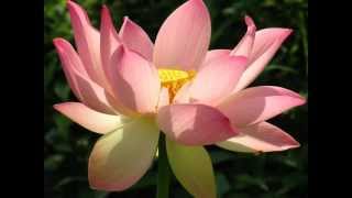 Sacred Earth Om Namah Shivaya