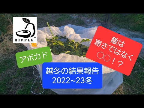 アボカドの木は霜を恐れますか?この植物を冬に適切に保つにはどうすればよいですか？寒さから守る4つのポイント  庭園