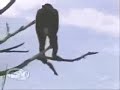 Monos Chimpancés atacan a un hombre