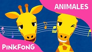 Cuello Largo Jirafa  | Jirafa | Animales | PINKFONG Canciones Infantiles