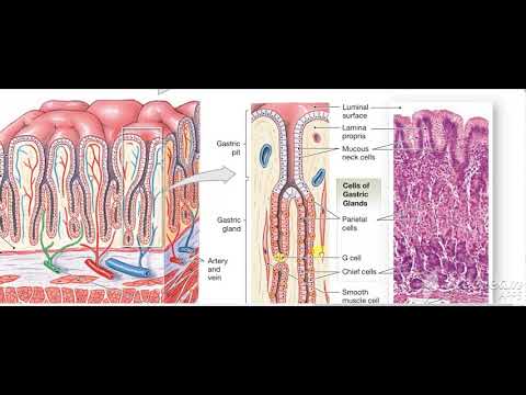 Gastric wall histology 3