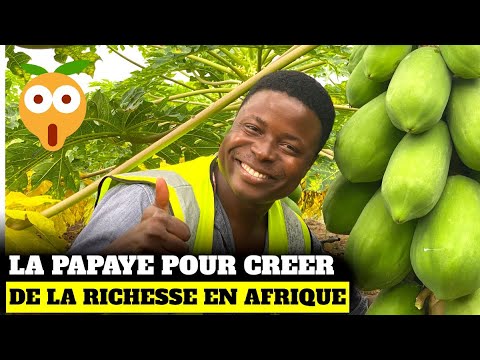 La papaye pour créer de la richesse.