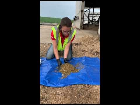 How to Collect a Total Mixed Ration (TMR) Sample