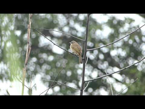 Bulbul olivovokrídly (Pycnonotus plumosus) — správanie, biotop a hlas