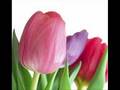 Tulips Are Better By Atreyu ((Lyrics))