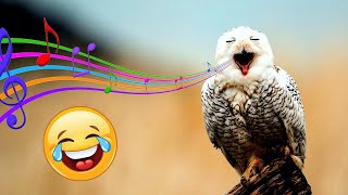 5 juokingiausi paukščių garsai pasaulyje 😂�