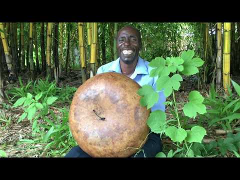 Cainot Gweremwezhe plays Tadzungaira "Vamuroro"