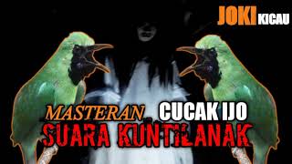 Download lagu Masteran Cucak Ijo Suara Kuntilanak @jokikicau9256 mp3