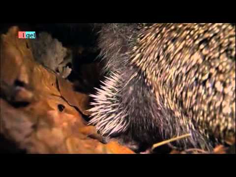 Igeljahr - 02 Paarung und Aufzucht