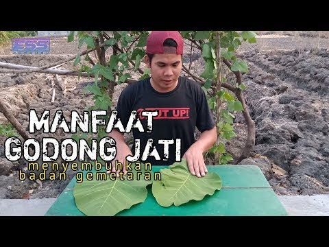 manfaat-godong-jati