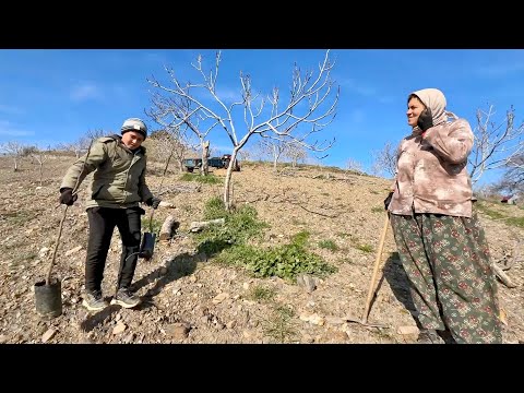 Sarılop İncir Fidanı Dikimi