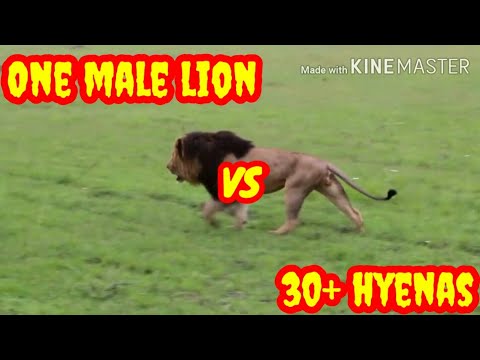Male lion vs clan of over 30 hyenas