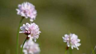 Dođite s hvalama pred Gospoda