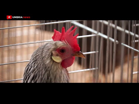 , title : 'Mostra sociale di avicoltura al nuovo agrigarden Molini Popolari Riuniti di Colombella [UMBRIA NEWS]'