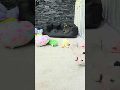Video 3