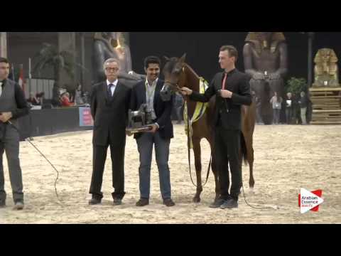 2nd-N.120 LUIGI - Verona 2015 - Yearling Colts Championship (Class 14)