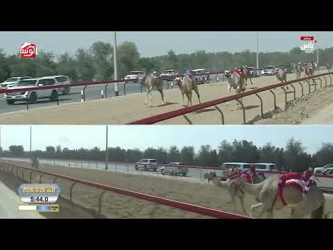 ش 7 (مسيره) لـ هجن الشحانية 12:32:03 ، ختامي المرموم 2026/03/29 حول زمول