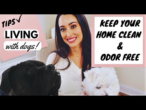 3rd YouTube video about how to keep house clean when dog is in heat