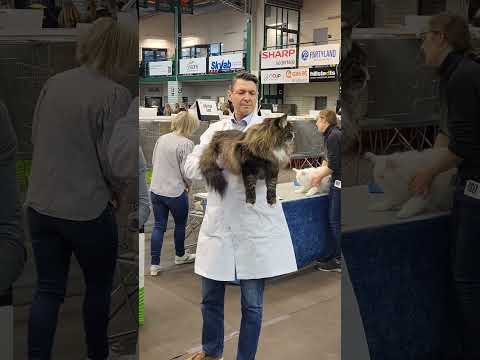 Cat Show, Norwegian forest cat