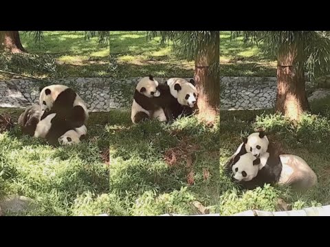 2021-09-19 Xiao Qi Ji ~ Sunday Best