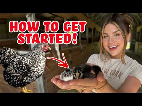 How to Raise Baby CHICKS for Beginners in 2025 | Super cute chicks!