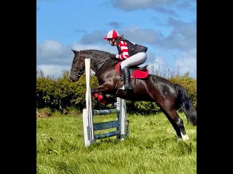 Pony Club 14hh Allrounder. - Image 2